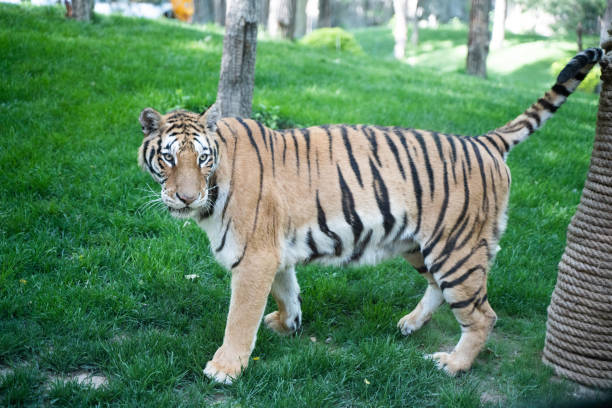 istock Tiger Siberian tiger walking on lawn 1397294744