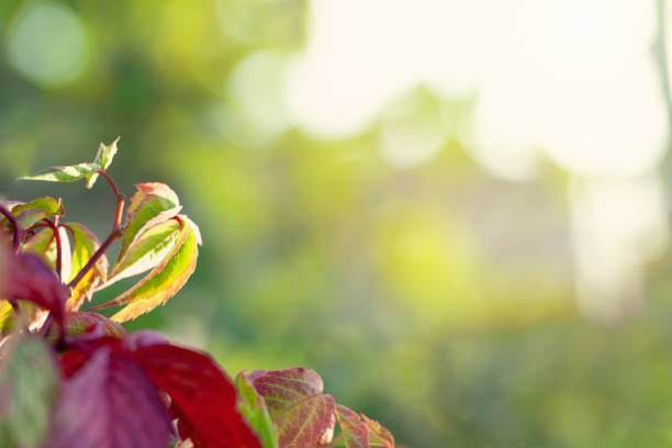 Abstract red leaves on blurred greenery foliage background