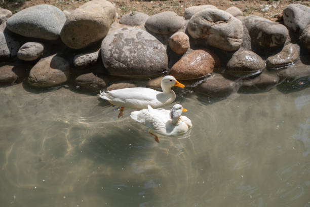 istock Cole Duck pet duck swimming in the water 1397295365