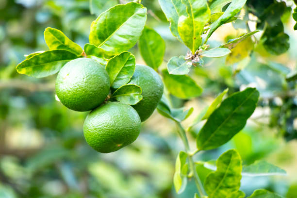 istock Green color of fresh lime with leaf background 1397295407