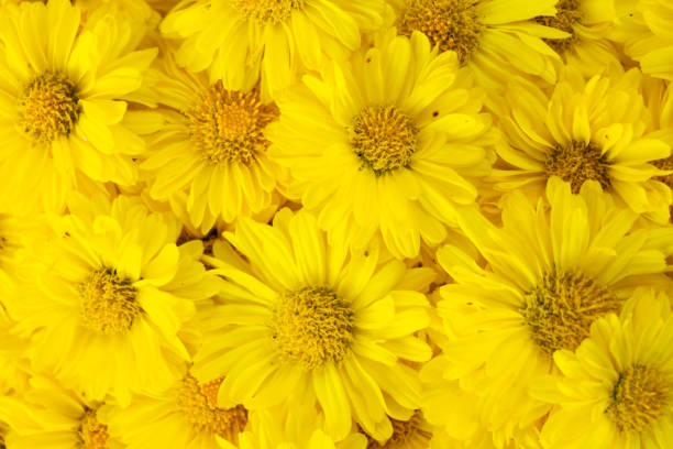 istock Closed up of yellow color Chrysanthemum flower pattern background 1397295425