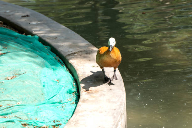 red hemp duck ornamental duck pet duck