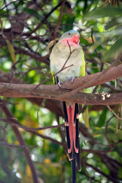 istock the princess parrot is perched high in a tree 1397296338