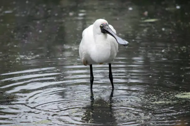 the royal spoonbill is looking for food while walking in a stream