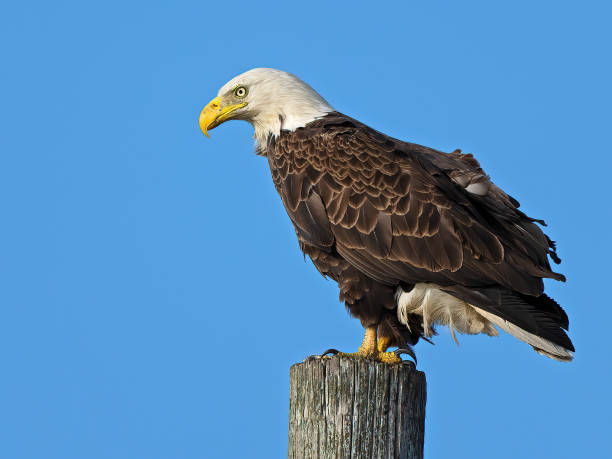 istock A Bald Eagle Standing on top of a Piling 1397296456