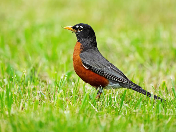 istock An American Robin Feeding in the Grass 1397296459