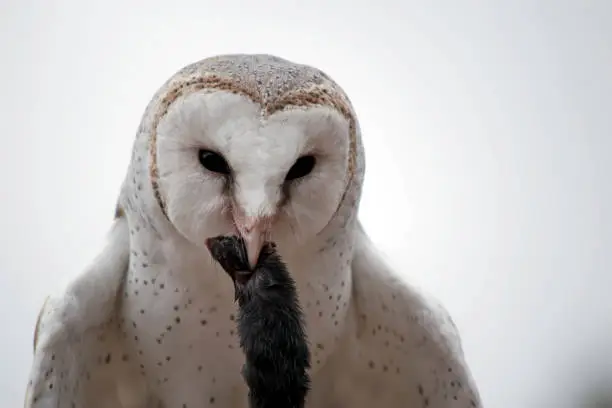 Photo of the barn owl is  eating a black mouse