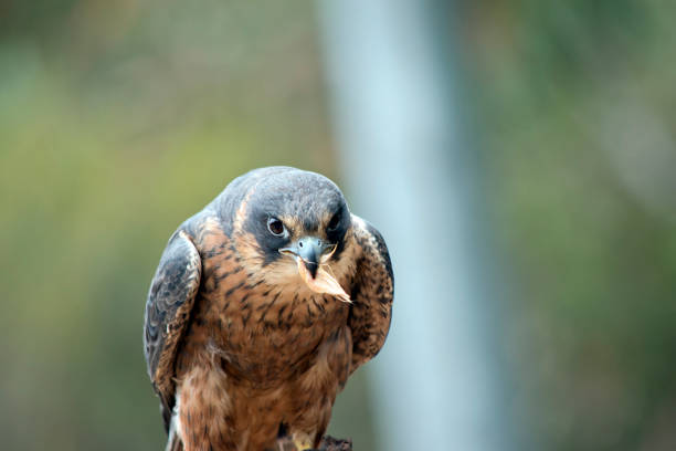 a close up of a common kestrel with its wings open