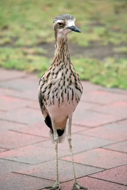 the bush stone curlew is mostly grey-brown above, streaked with black and white with a black beak and yellow eyes