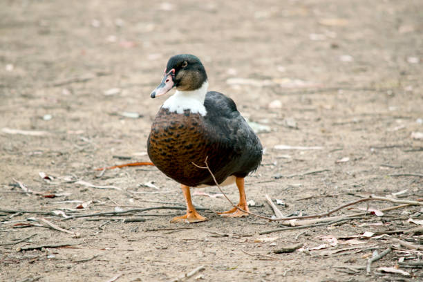istock the duck is walking to the billabong 1397297387