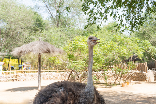 Ostrich close-up neck