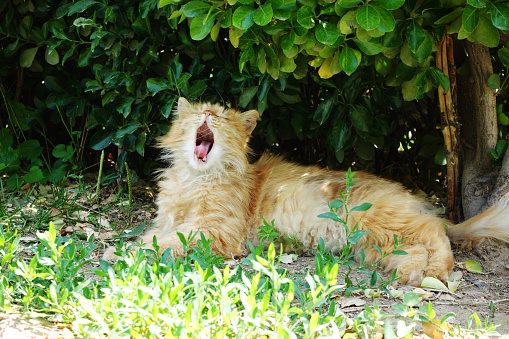 yawning cat under bush