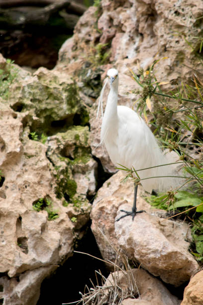 the little egret is an all white bird with a pointy black beak the white little egret is standing on rocks egretta sacra stock pictures, royalty-free photos & images