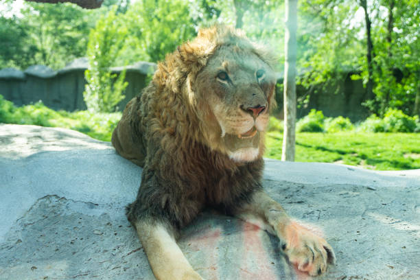 An African male lion rests on a stone ledge in warm natural light, exuding power and majesty. His thick mane and poised expression embody the calm confidence of the king of the savannah.