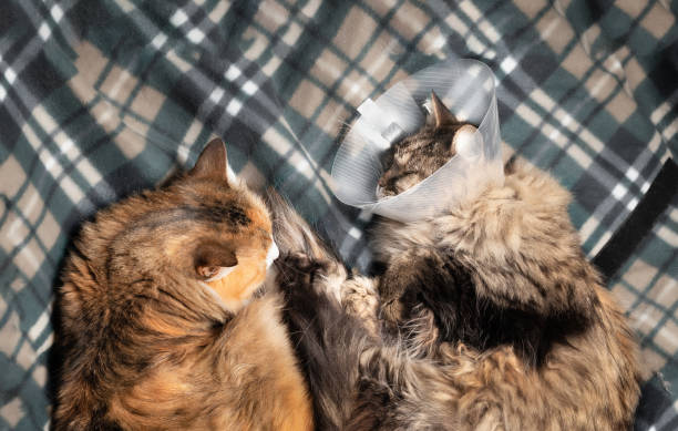 Senior cat with cone on head cuddling with young female cat