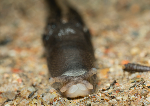 Closeup of ash-black slug, Limax cinereoniger facing the camera, macro photo.