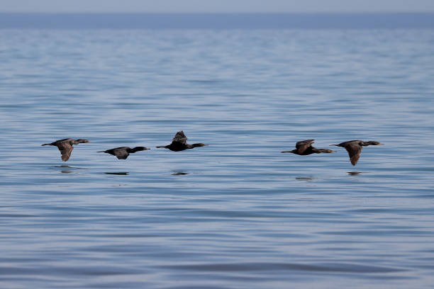 istock Flock of double-crested cormorant (Nannopterum auritum) in flight 1397299694