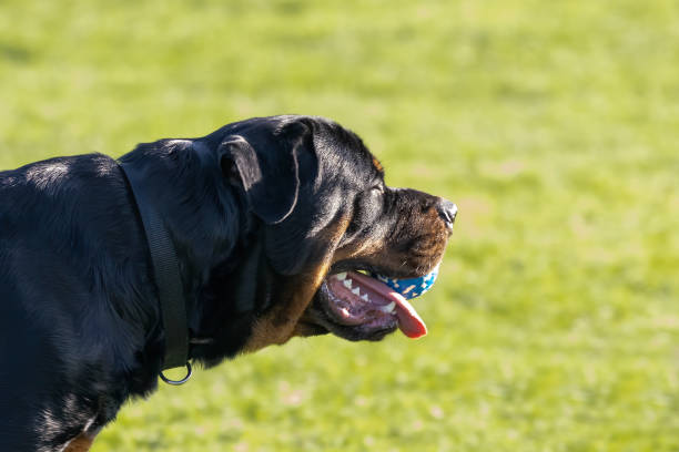 Ferocious Rottweiler 130+ Barking Ferocious Rottweiler Fotografías de stock, fotos e ...