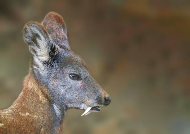 A close up of a Siberian musk deer head A close up of a Siberian musk deer head moschus stock pictures, royalty-free photos & images