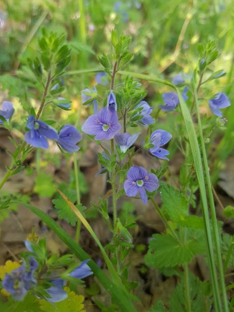 istock Purple flowers blooming wildly 1397300483