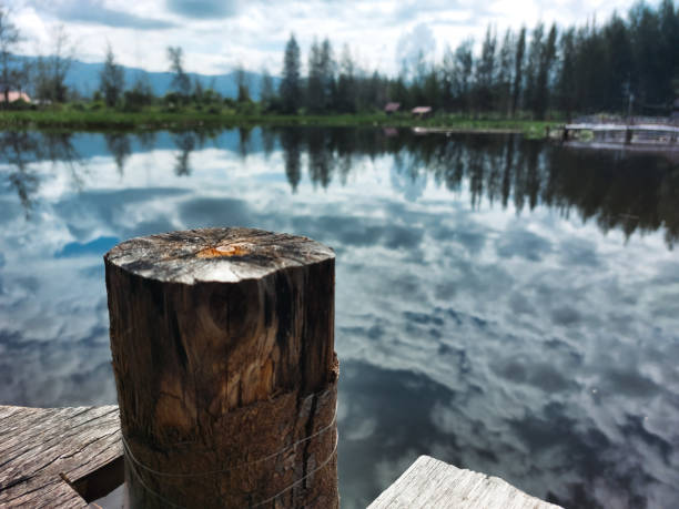 Single wood with a lake background that looks like a mirror