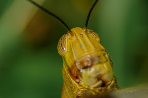 extreme closeup of a yellow grasshopper face focus on his eyes with blurry background, macrophotography.