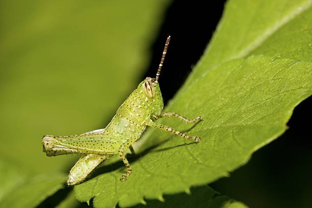 istock Nymphae of a locust 139730303