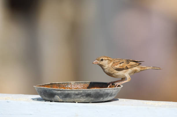 istock House sparrow drinking water on wall 1397303103
