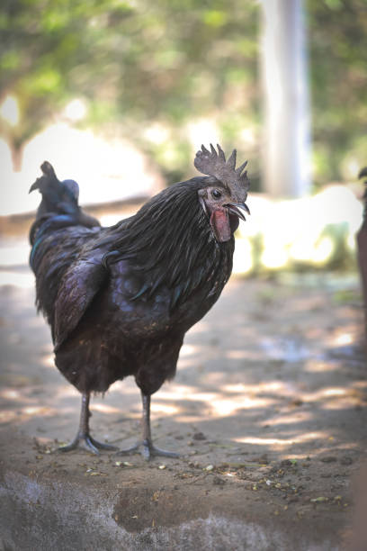 istock Indian breed black chicken or rooster in a farmyard 1397303264