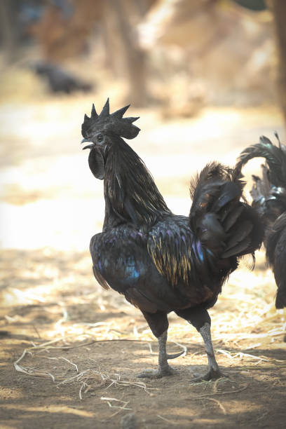 Indian breed black chicken or rooster in a farmyard