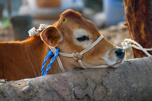 Portrait of brown young calf at an agricultural farm