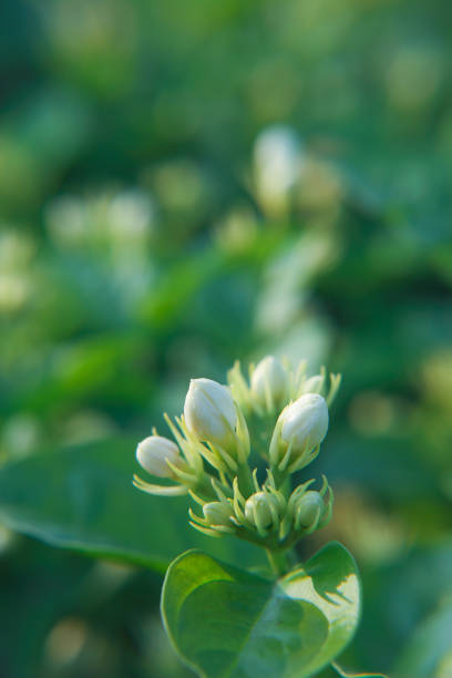 Large branch covered with white flowers of jasmine Philadelphus lewisii on blurred background of blue sky without clouds. Selective focus. Flowers with yellow center. There is place for text.