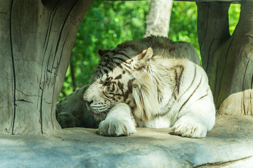 White tiger bengal tiger lying on the rock