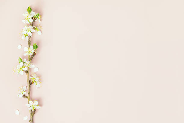 istock Spring nature background with spring cherry blossom branch on color background 1397305966
