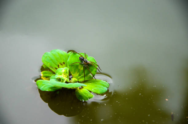 Closeup of diving bell spider drifting on the water lettuce plant from arum family. Water spider resting on the water cabbage, nile cabbage, shellflower, pistia leave or pistia stratiotes leaves in the water primer plano de la araña campana de buceo a la deriva en la planta de lechuga de agua de la familia arum. araña de agua que descansa sobre el repollo de agua, repollo del nilo, flor de concha, hoja de pistia o pistia stratiotes hojas en el agua