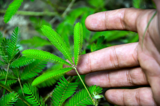 Closeup of a hand of a man touching shameplant. Shameplant leaves, mimosa pudica, creeping annual or perennial flowering plant folding inward after touching by fingers of a man. Closeup of a hand of a man touching shameplant. Shameplant leaves, mimosa pudica, creeping annual or perennial flowering plant folding inward after touching by fingers of a man. sensitive plant stock pictures, royalty-free photos & images