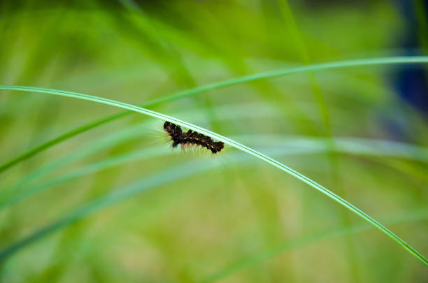 Closeup of a spongy moth, euchaetes moth or lithosarctia witti moth climbing under the long leaf grass. Black hairy garden caterpillar crawling under a green leaf Closeup of a spongy moth, euchaetes moth or lithosarctia witti moth climbing under the long leaf grass. Black hairy garden caterpillar crawling under a green leaf moth stock pictures, royalty-free photos & images