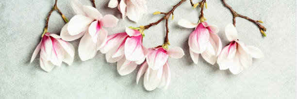 istock Spring magnolia flowers on grey stone background banner 1397306261