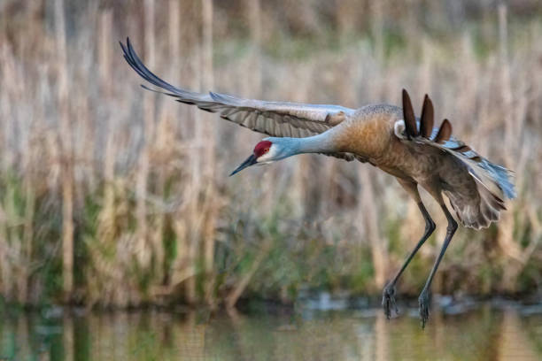 sandhill crane começou a voar, burnaby lake, bc, canadá - sandhill crane - fotografias e filmes do acervo
