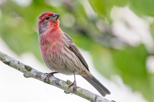 istock House Finch, British Columbia, Canada 1397306936