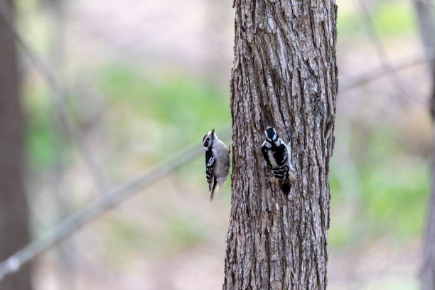 The downy woodpecker is the smallest woodpecker in North America.