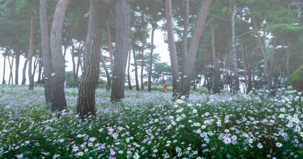 A pine forest with white flowers in Gujeolcho Theme Park in Jeongeup.