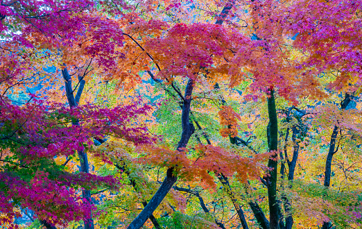 Autumn leaves at Baekyangsa Temple, a tourist attraction in Korea.