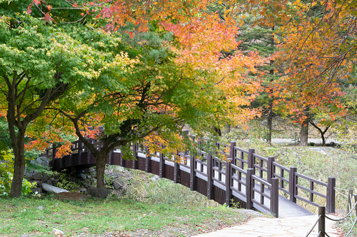 The tree-lined road leading to the beautiful mountain temple with colorful maple leaves.
