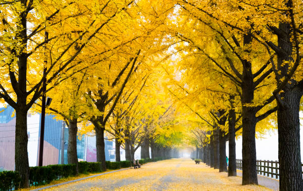 istock Road with yellow ginkgo trees. 1397308174