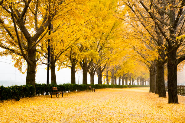 Asan Gokgyocheon Stream with yellow ginkgo trees.