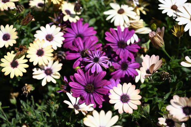 istock These amazing colour  summer flowers 1397309235