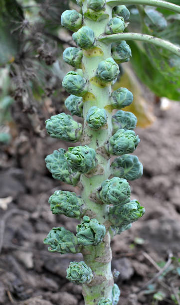 istock Brussels sprouts are grown in the open ground 1397309292