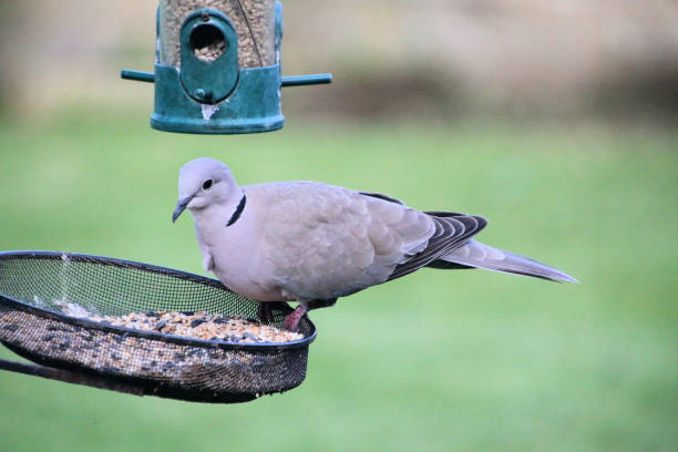 istock A close up of a Collared Dove 1397309414