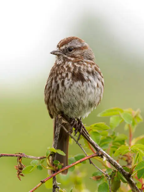 A song sparrow perched on a tree branch in the Willamette Valley of Oregon. Has a soft, defocused background.